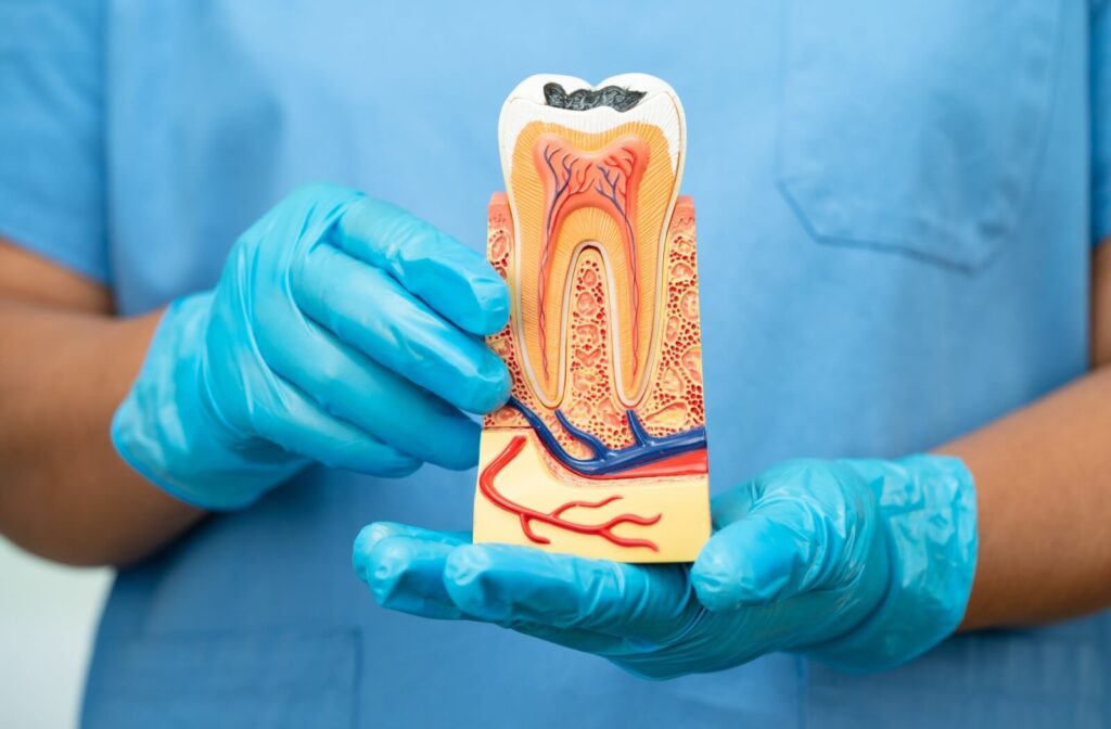 During a root canal explanation, a person in blue scrubs holds a detailed anatomical model of a tooth with roots and nerves.